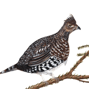 Ruffed Grouse Watercolor