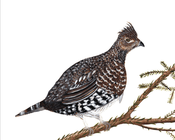 Ruffed Grouse Watercolor