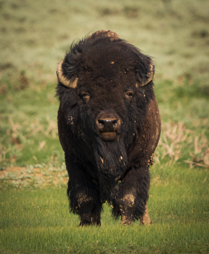 Bison Buffalo Photo