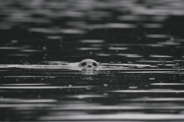 Inquisitive Harbor Seal